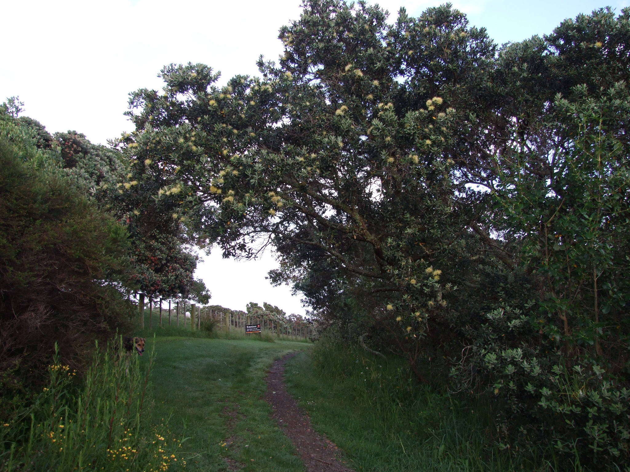 Image of Pohutukawa