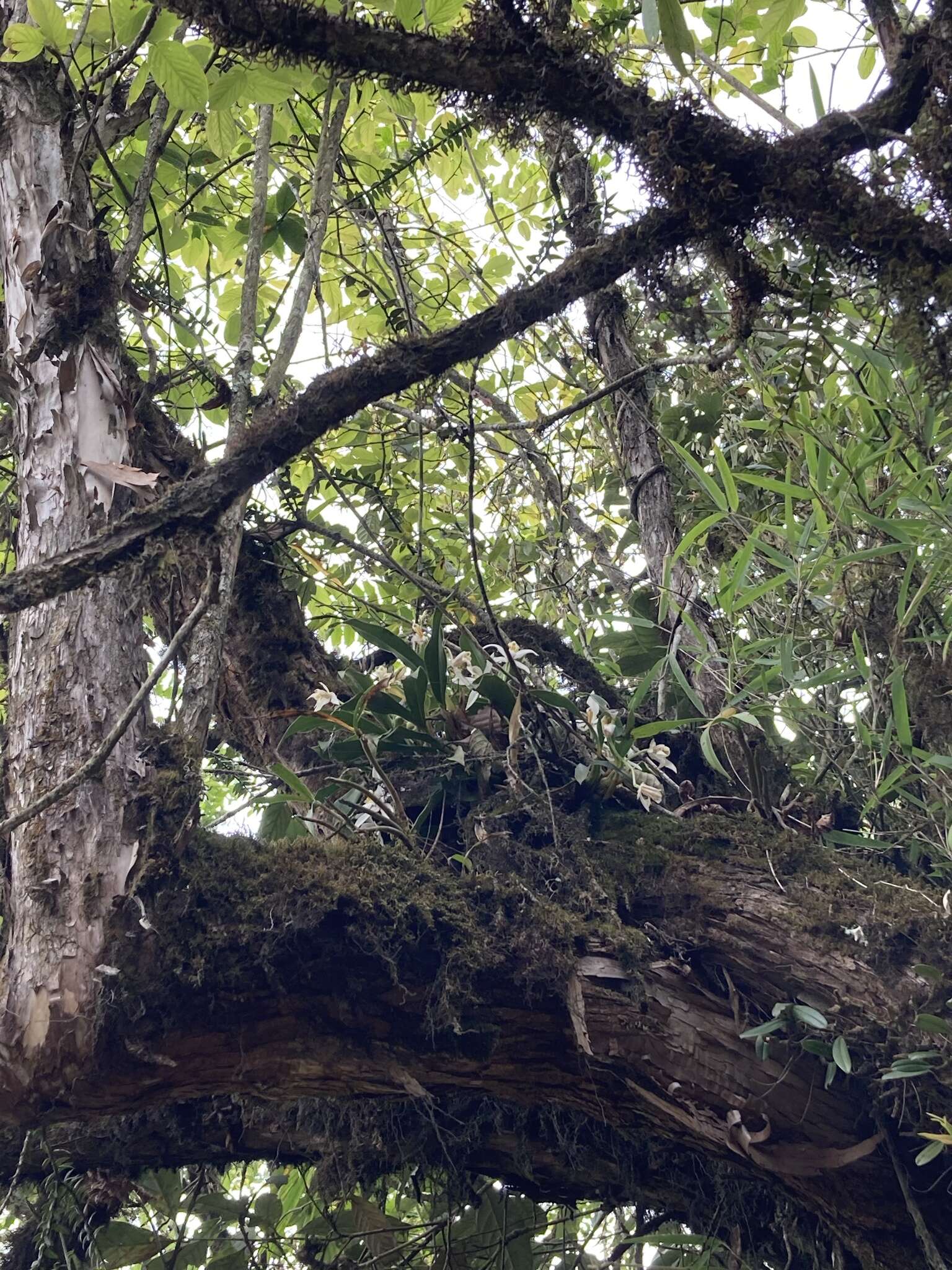 Plancia ëd Alnus nepalensis D. Don