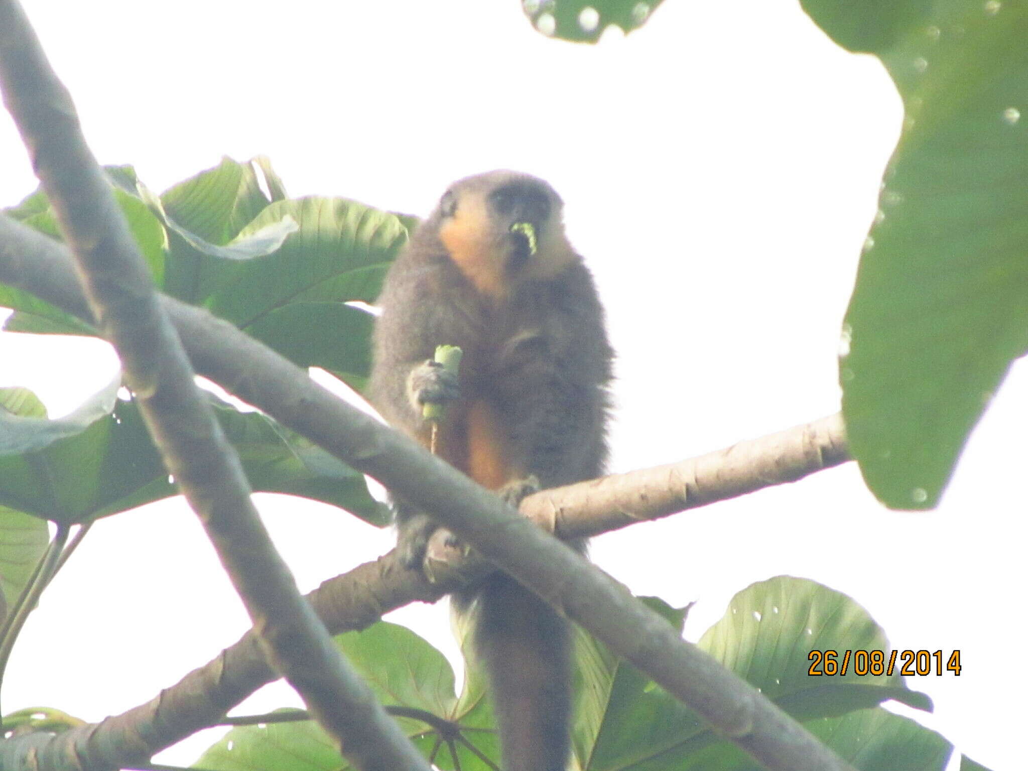 Image of Dusky Titi