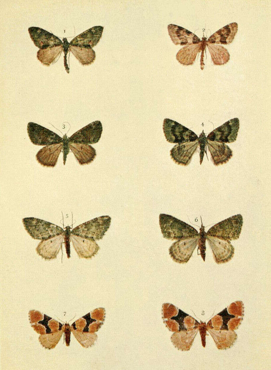 صورة Chloroclysta siterata Hüfnagel 1767