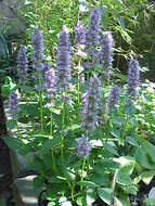 Imagem de Agastache foeniculum (Pursh) Kuntze