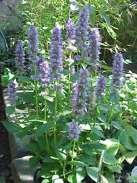 Imagem de Agastache foeniculum (Pursh) Kuntze