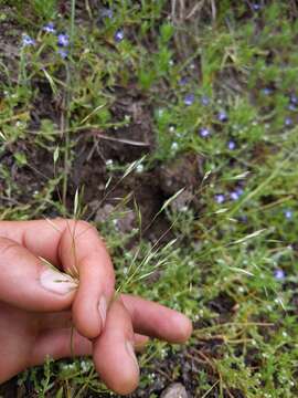 Image de Deschampsia danthonioides (Trin.) Benth.