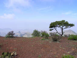 Pinus cembroides Zucc. resmi