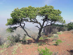 Pinus cembroides Zucc. resmi