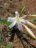 Image de Crinum lugardiae N. E. Br.