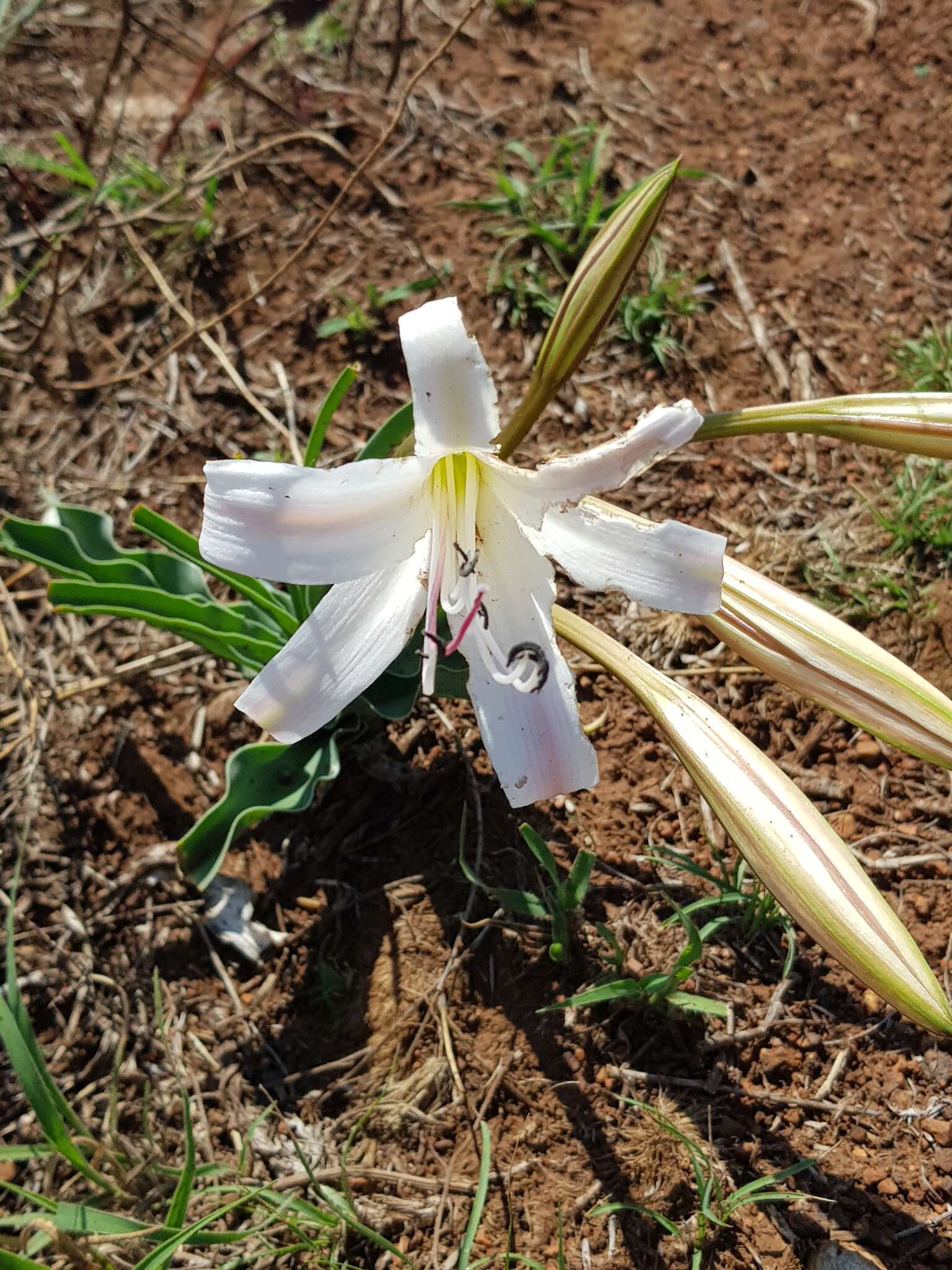 Image de Crinum lugardiae N. E. Br.