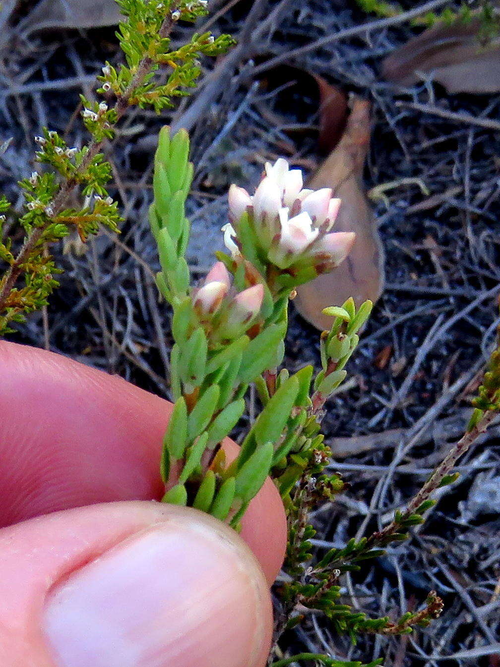 Image of Macrostylis villosa subsp. villosa