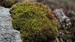 Image of oval dry rock moss