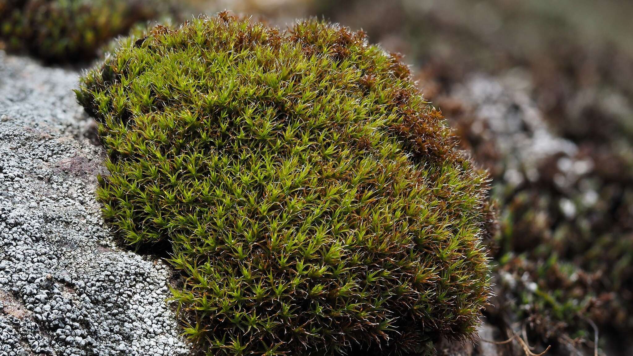 Image of oval dry rock moss