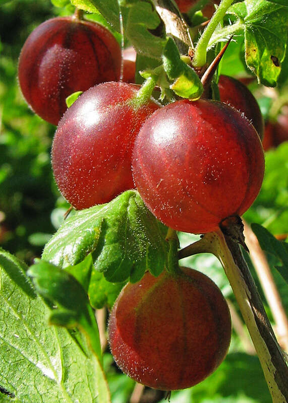 Image of European gooseberry