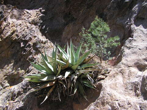 Image of Havard's century plant