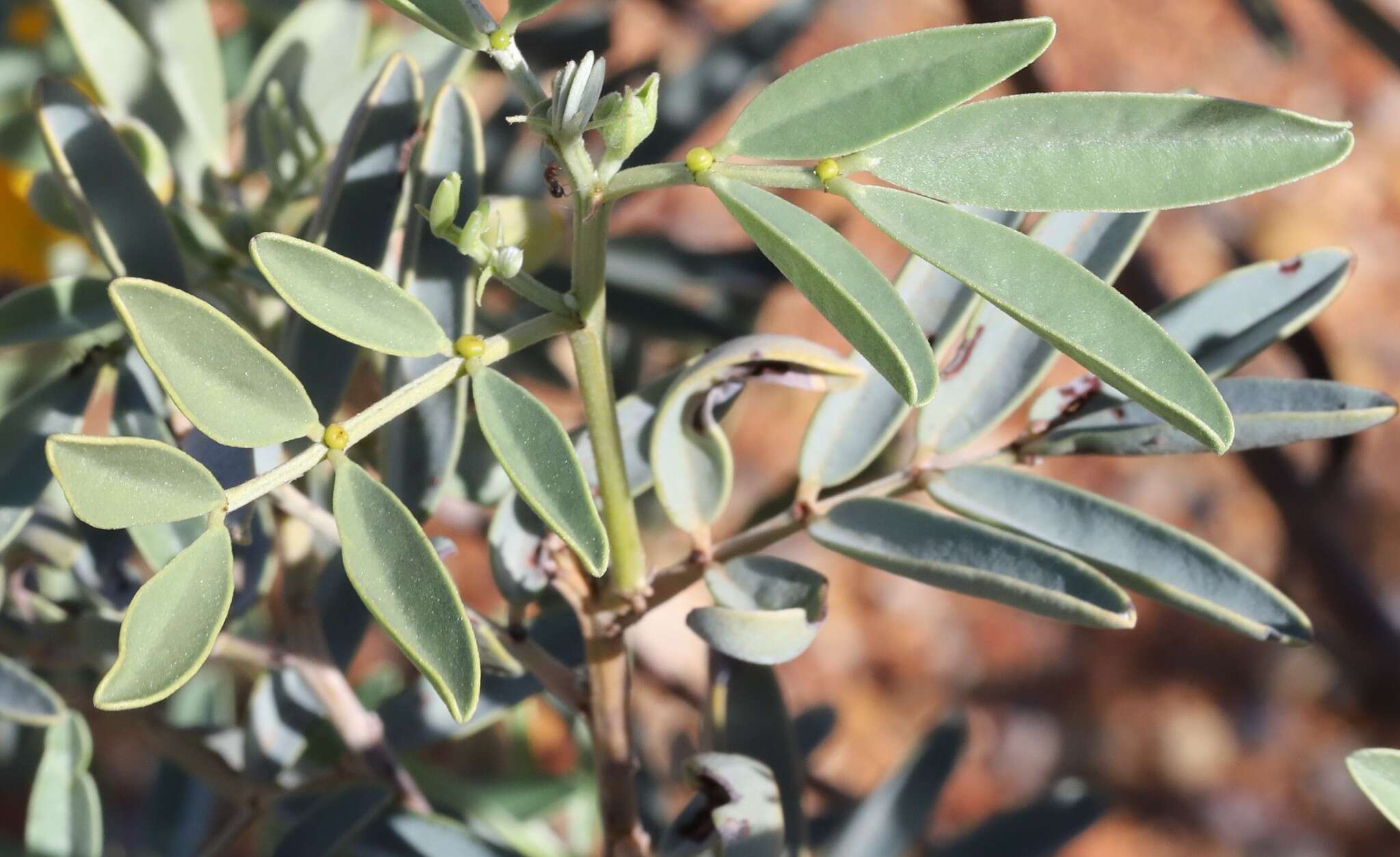 Image of Senna glutinosa subsp. pruinosa