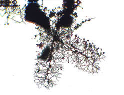 Image de Paradiachea cylindrica (Bilgram) Hertel ex H. Neubert, Nowotny & K. Baumann 2000