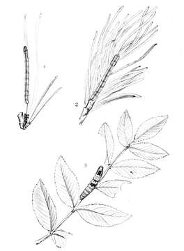 Image of Venusia cambrica Curtis 1839