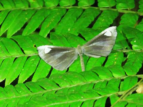 Image of Macrosoma lucivittata Walker 1863