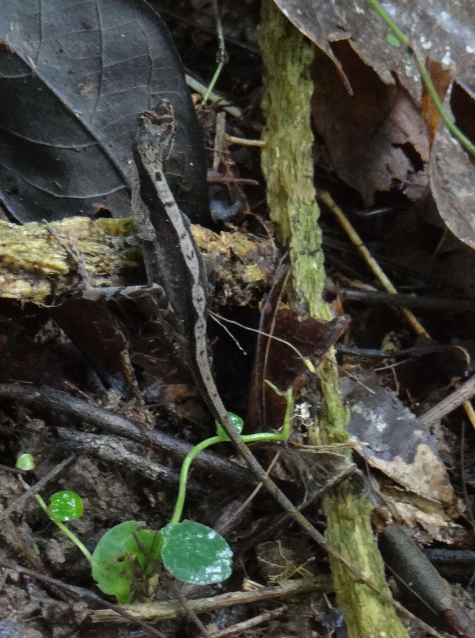 Image of Two-marked Anole