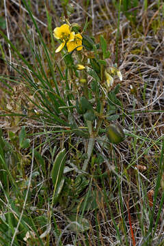 Image de Roepera glauca (F. Müll.) Beier & Thulin