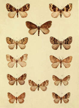 Image of large twin-spot carpet