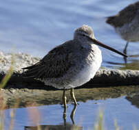 Image of Dowitcher