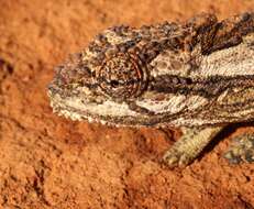 Image of Robertson Dwarf Chameleon