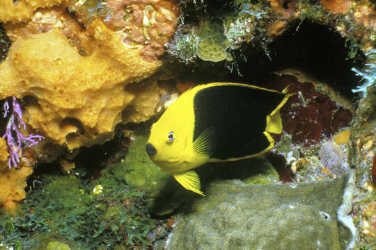 Image of Angelfish