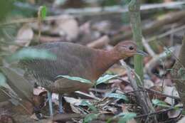 Plancia ëd Crypturellus duidae Zimmer & JT 1938