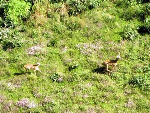 Image of Roe Deer