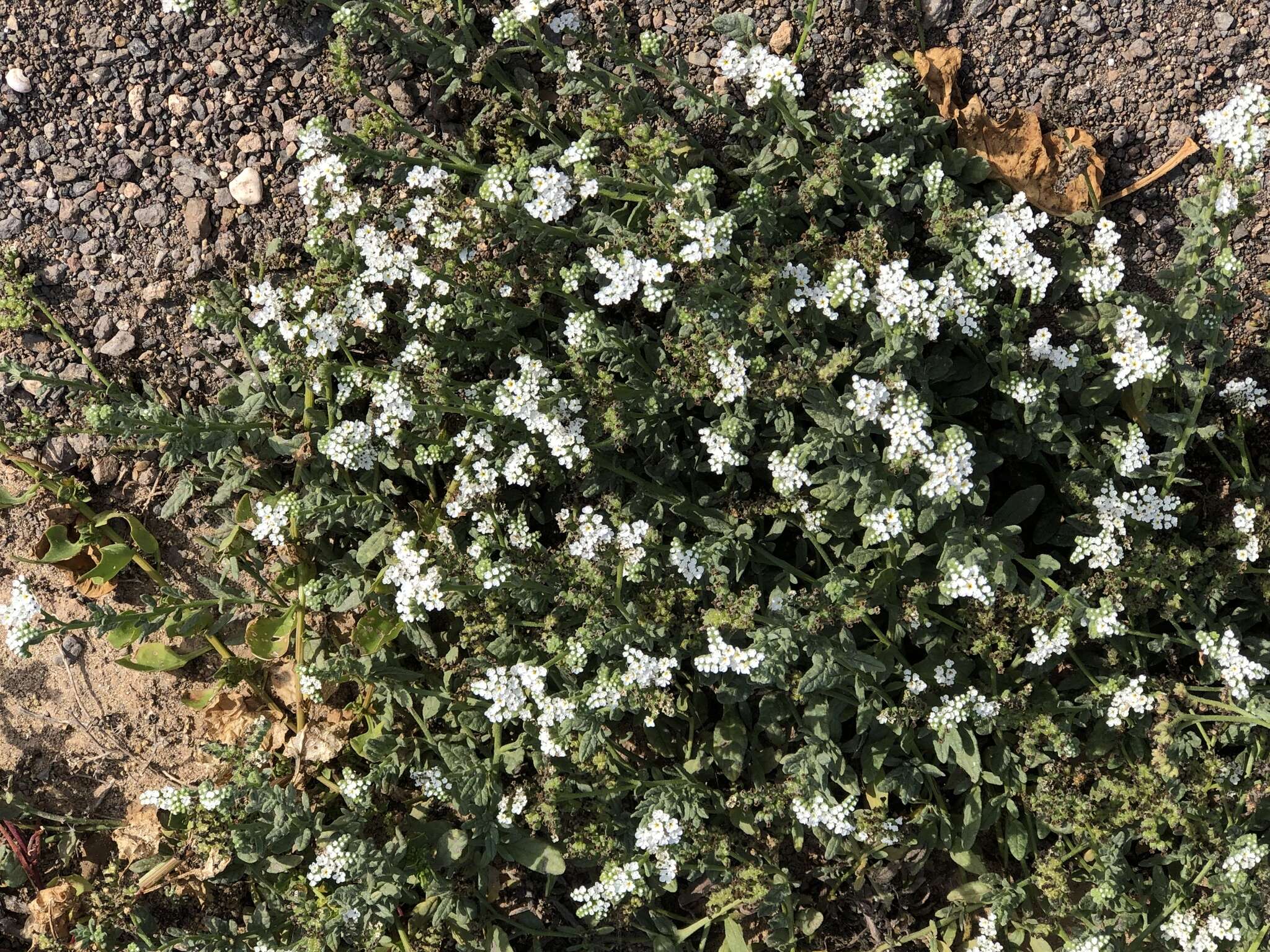 Image de Heliotropium ramosissimum (Lehm.) Sieber ex DC.