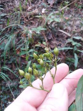 Imagem de Hypericum nudiflorum Michx. ex Willd.