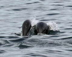 Image of Right whale dolphin