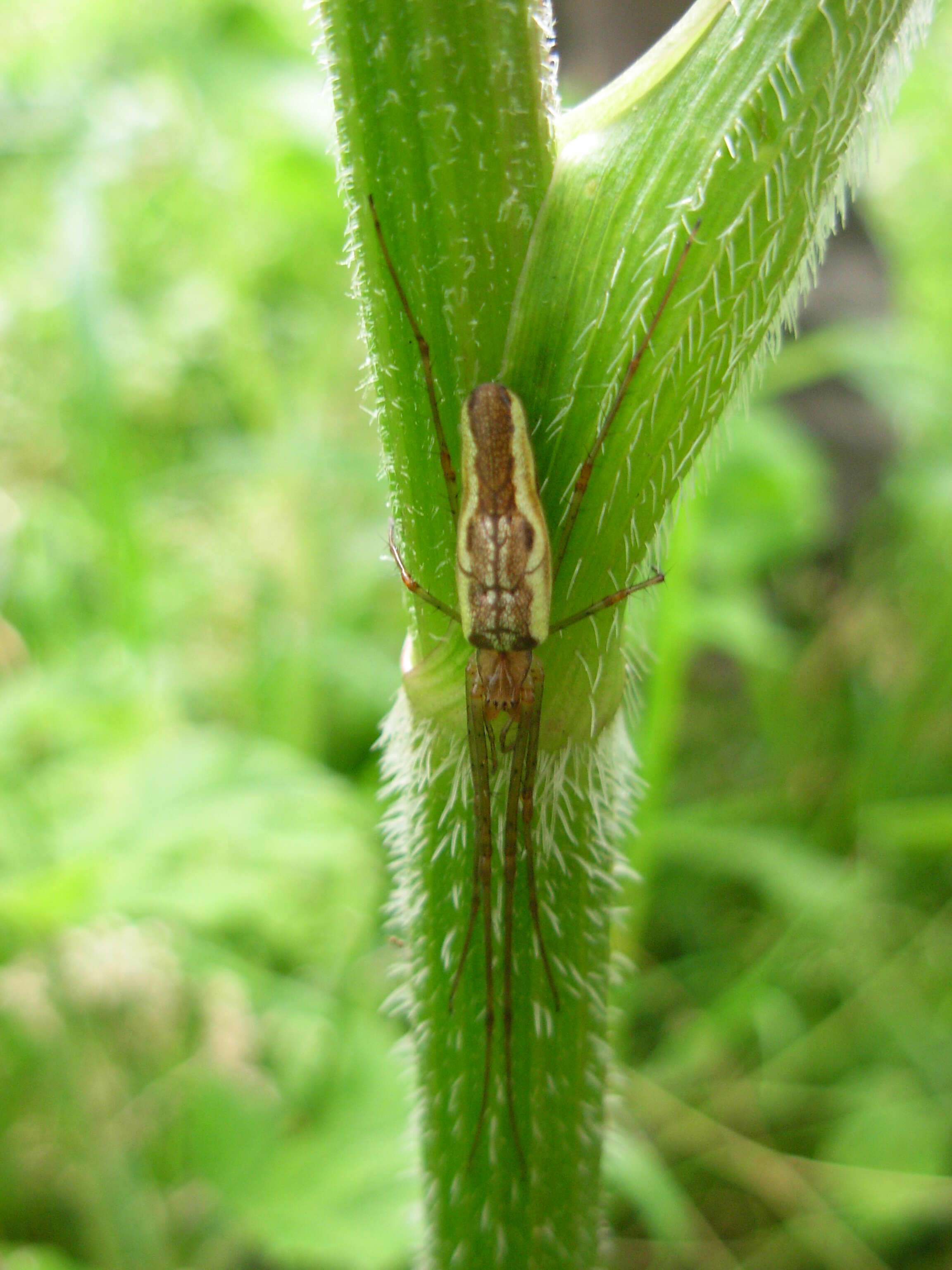 Image de Tetragnatha extensa (Linnaeus 1758)