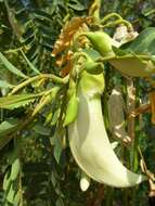 Image of vegetable hummingbird