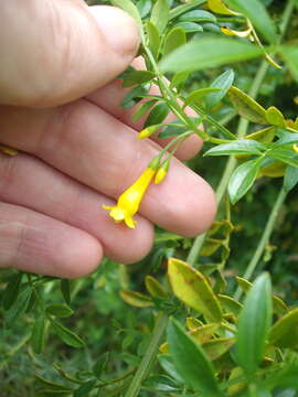 Image of Chrysojasminum humile (L.) Banfi