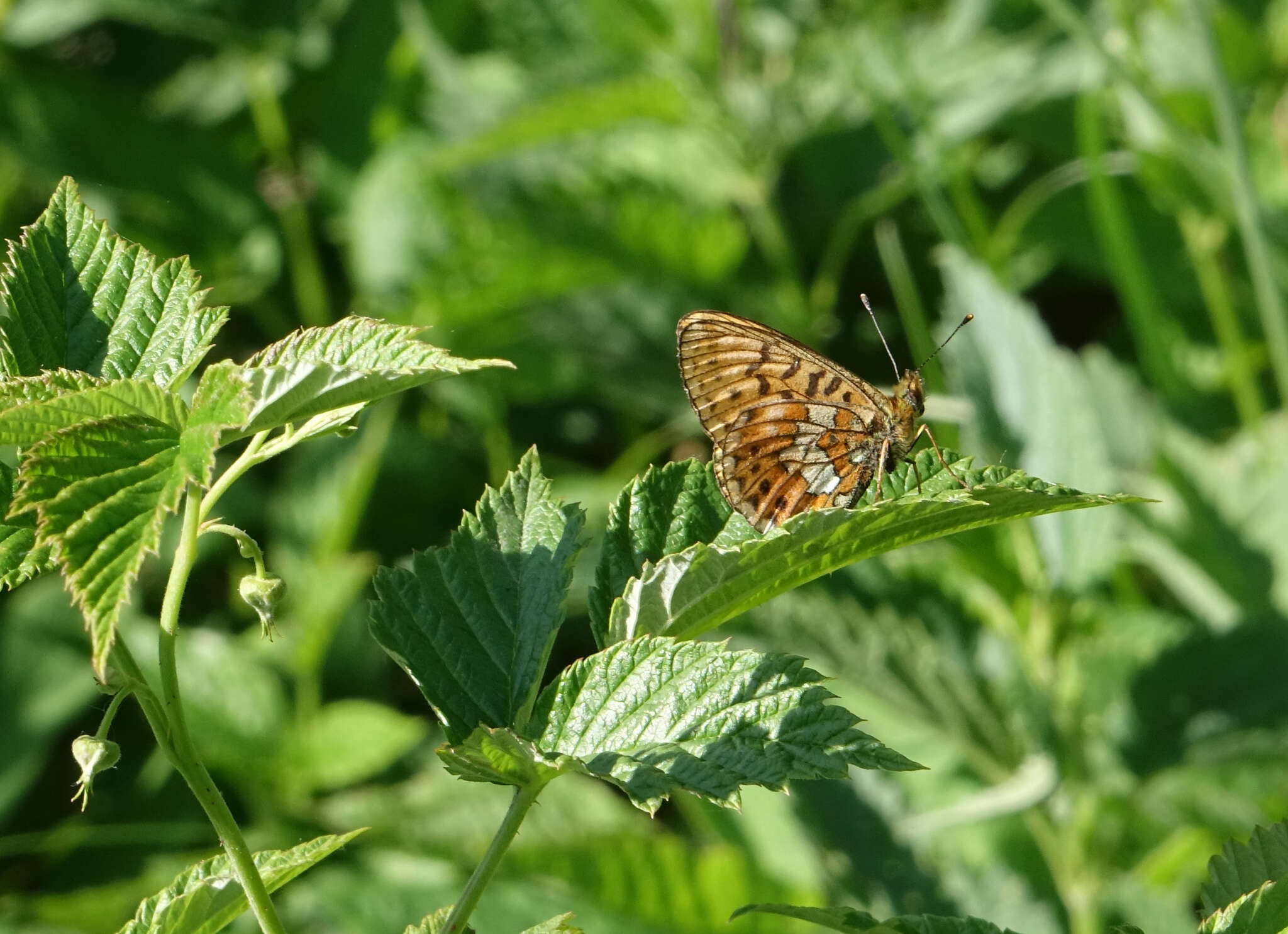 Imagem de <i>Boloria oscarus</i>