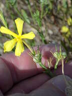 Image of showy menodora