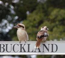 Image of Kookaburra