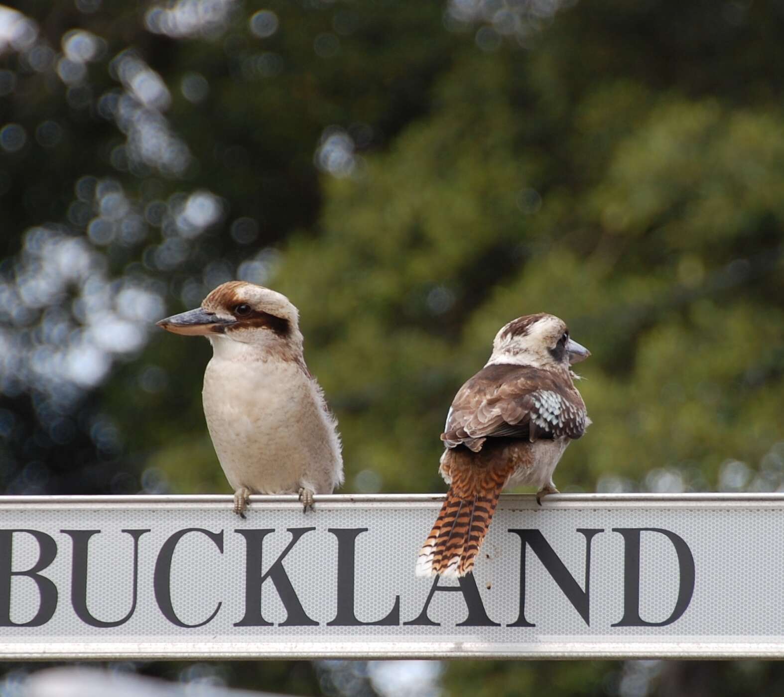 Image of Kookaburra