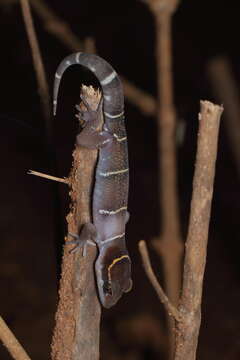 Image of Boulenger’s Indian Gecko