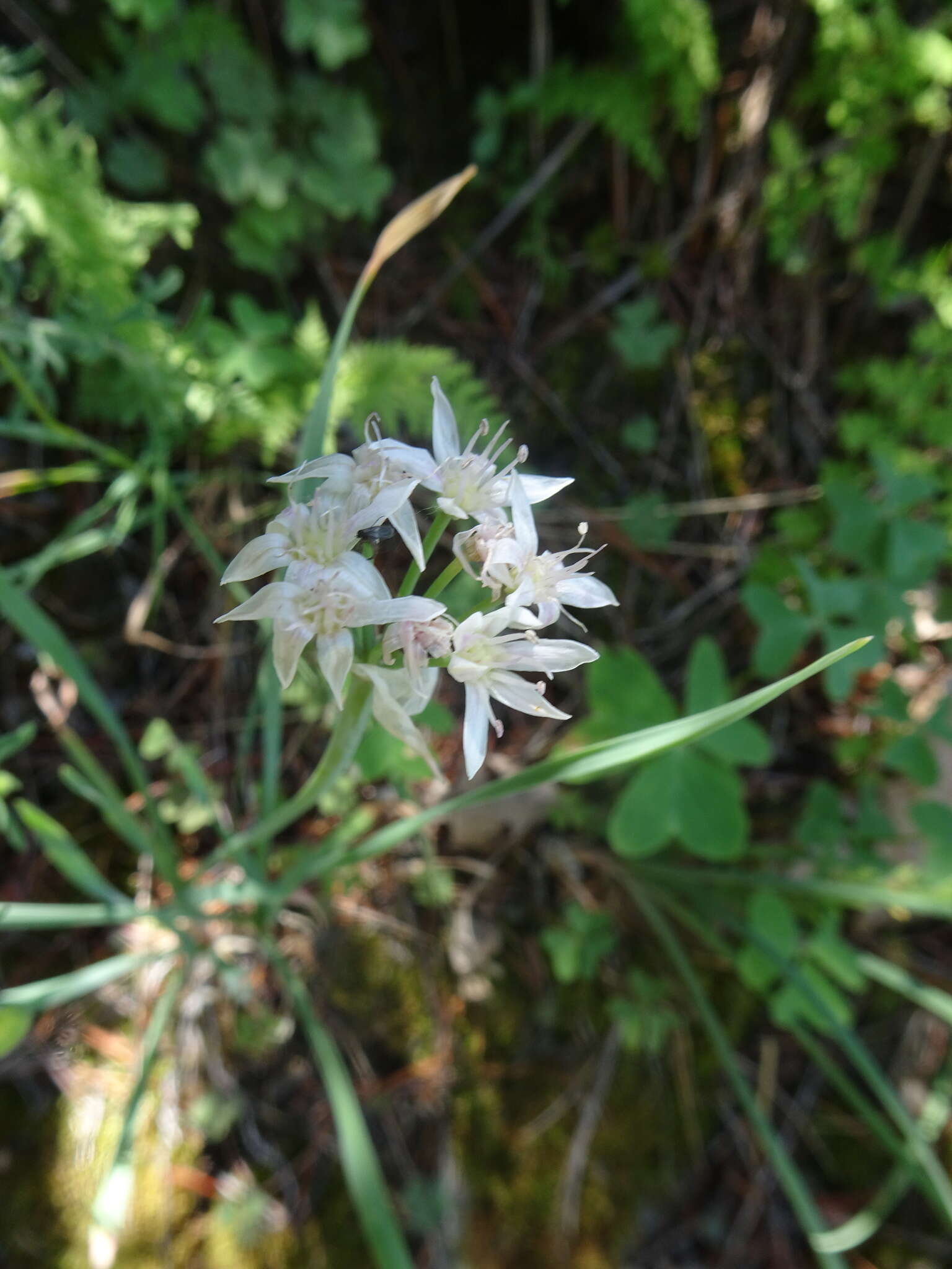 Allium plummerae S. Watson的圖片