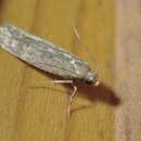 Image of Hollyhock Seed Moth