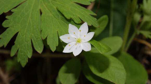 Image of arctic starflower