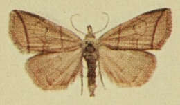 Image of Polypogon strigilata (Linnaeus 1758)