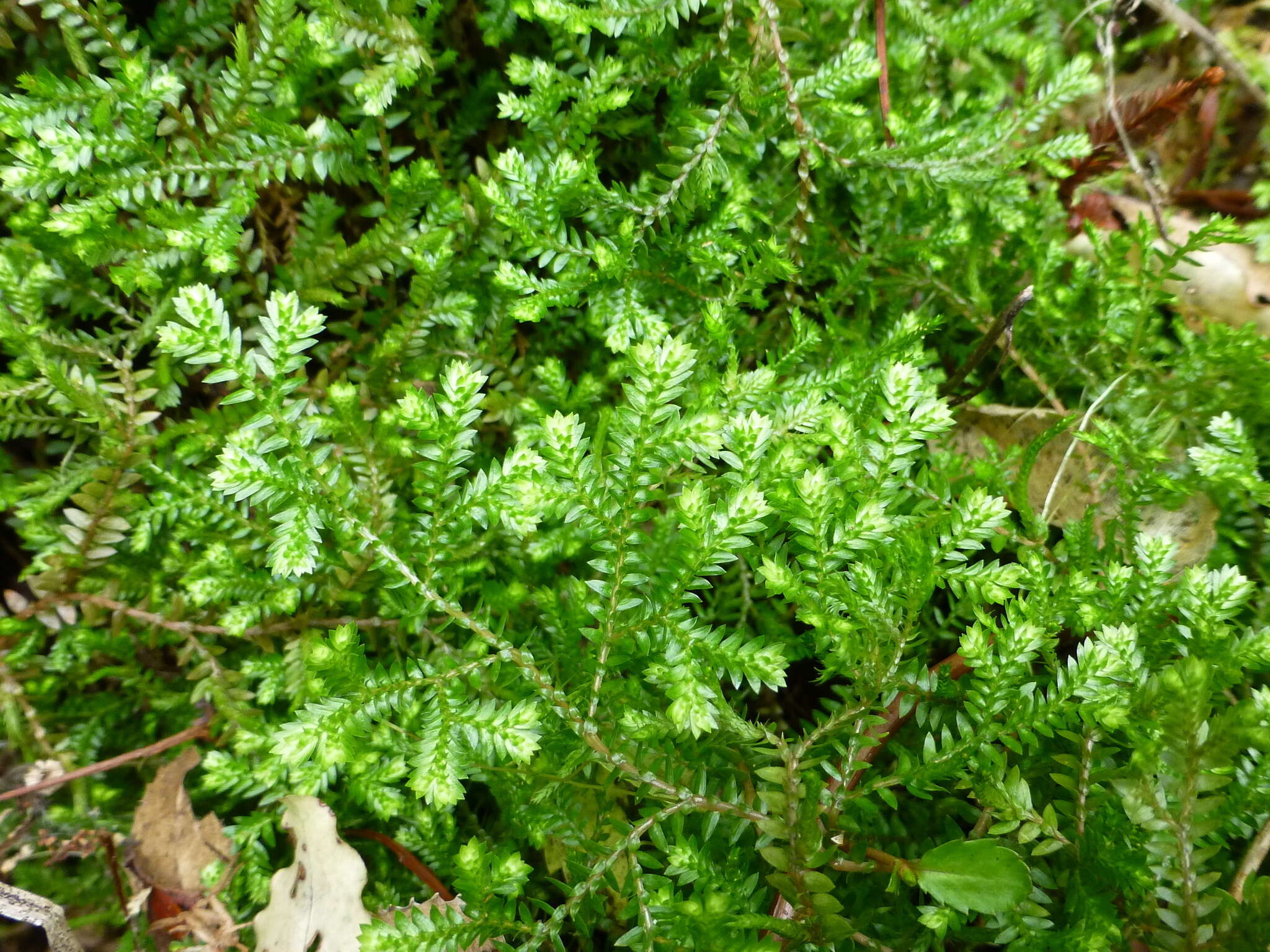 Image de Selaginella kraussiana (G. Kunze) A. Br.