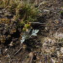 Image of Silvery Buttercup