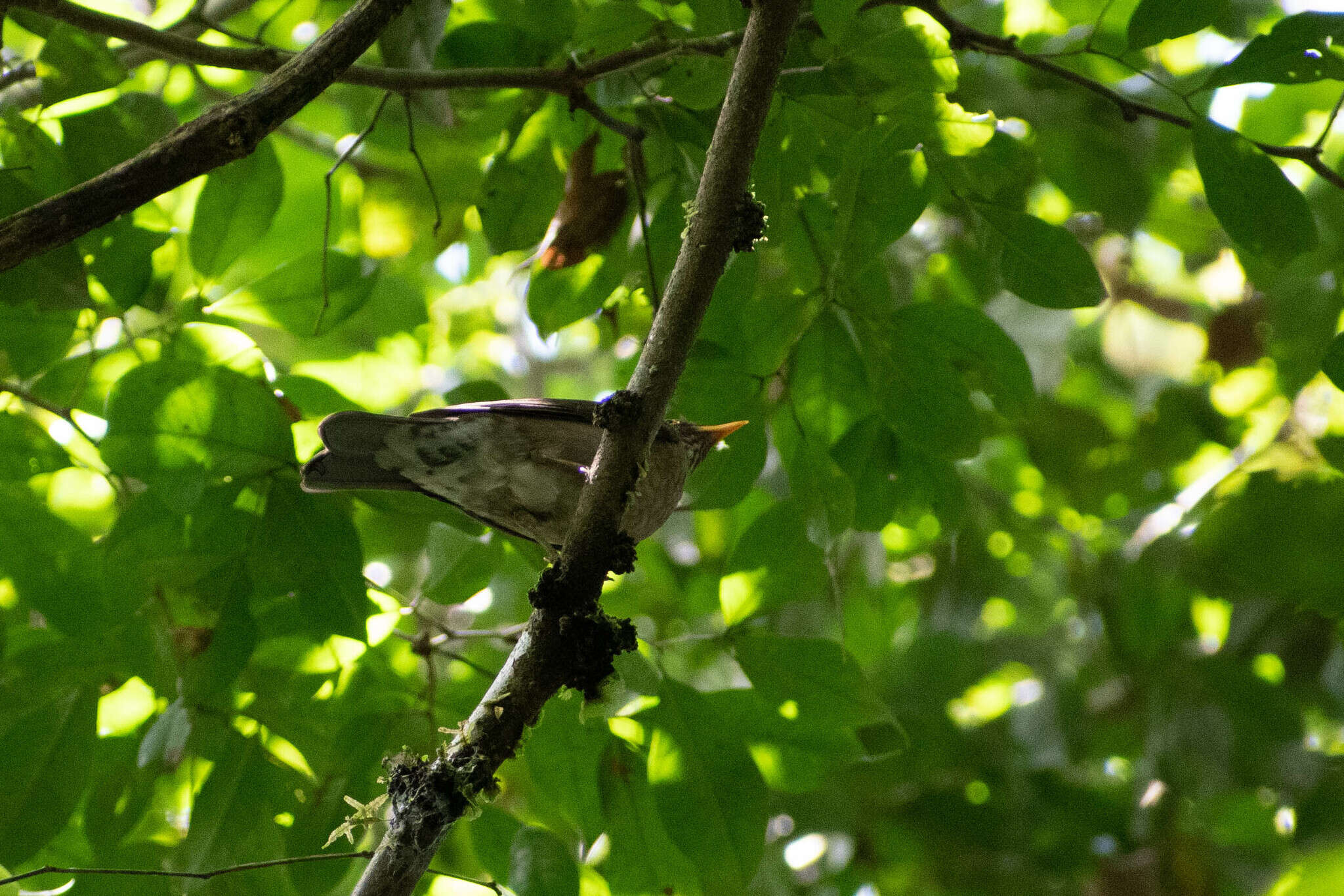 Image of Lawrence's Thrush