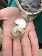 Image of baby's ear moonsnail