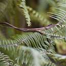 Image of Blue-eyed grass-bush anole