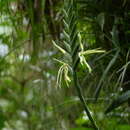 Image of Pseudalcantarea viridiflora (Beer) Pinzón & Barfuss