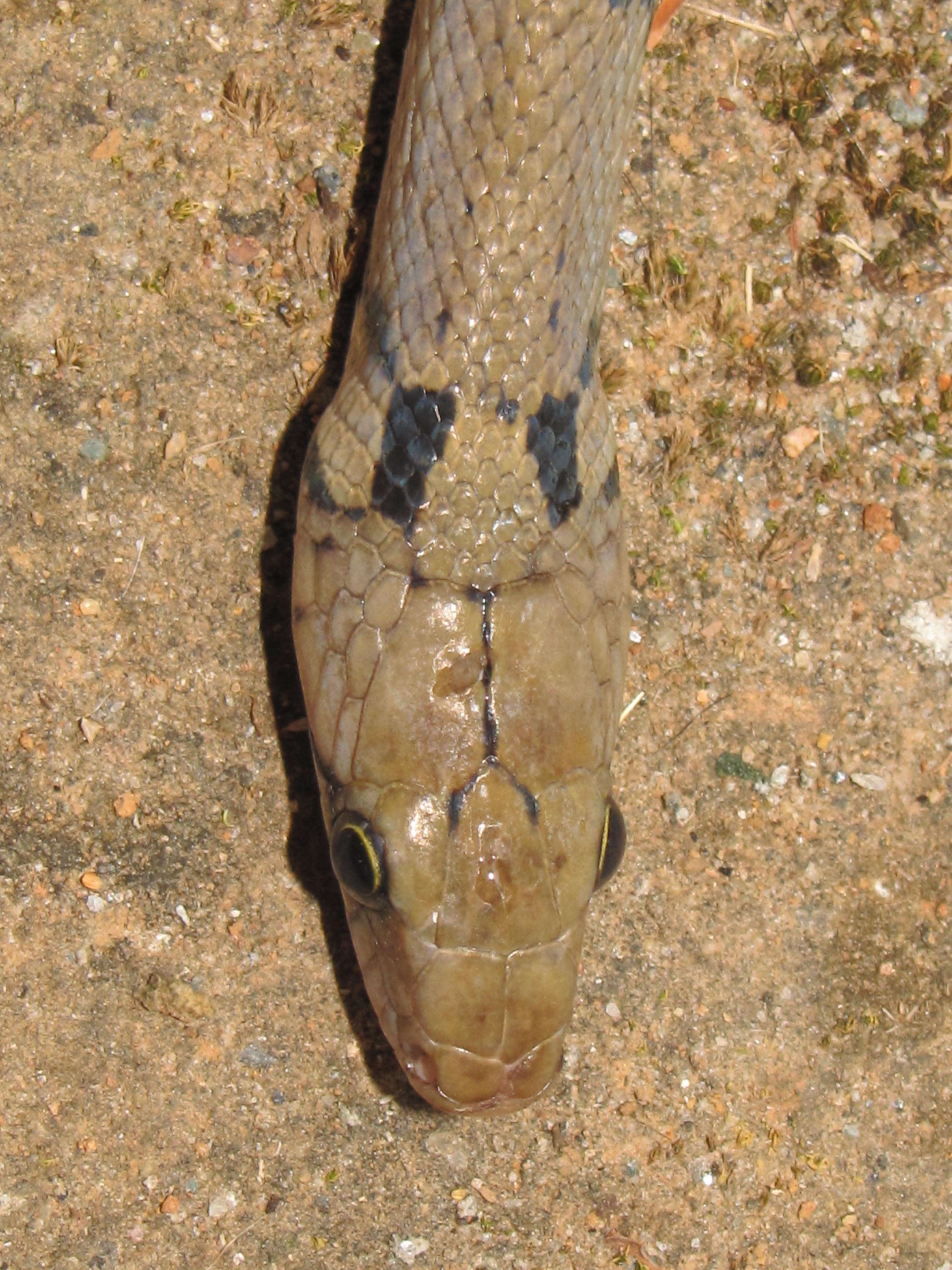 Imagem de Coelognathus helena (Daudin 1803)